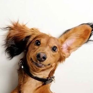Smiling-dog-with-big-ears